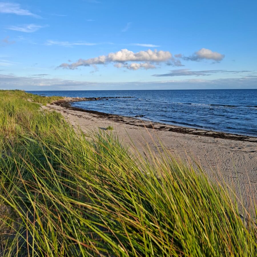 Schmaler Ostseestrand auf Fehmarn mit Gräsern am Ufer, Steinen und Blick über das Wasser.